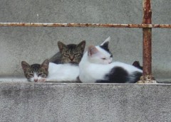 最近あんまり調子良くないなぁ↓