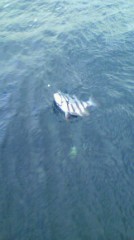 釣りに来てまーす