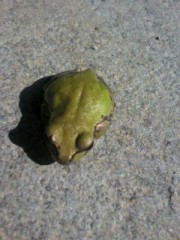 【お題日記】ルールって何であるの？