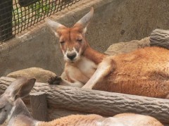 【お題日記】成長してる？