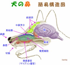 【お題日記】相手のアソコの匂い、気になる？