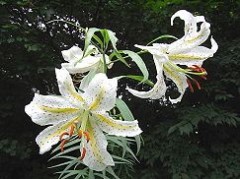 【お題日記】好きな匂い