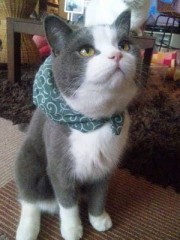 【お題日記】あなたを動物に例えるなら？