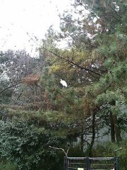 珍しい訪問者。