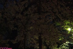 夜桜撮影失敗の巻～！