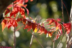 赤い葉っぱが・・・２