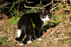 近所の黒猫