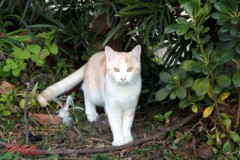 うちは動物園！