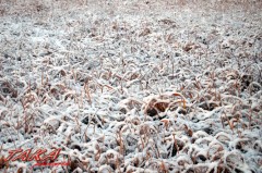 降りましたね～雪！