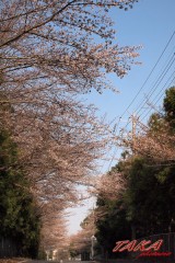 桜前線