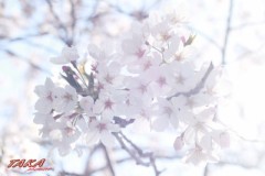 絵画の個展に・・・・・