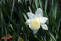 今日の京都の事故について