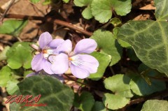 緊急地震速報！