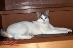 片目のジャック