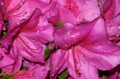 リアルに濡れてる