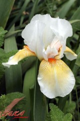 病院通院ｄａｙ