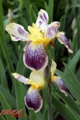 雷が綺麗でした～♪