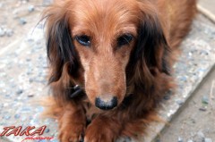 【お題日記】金環日食、見た？