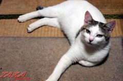 今週は長いです！