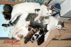 我が家の猫達、まだ半分以下