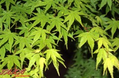 新緑のもみじ