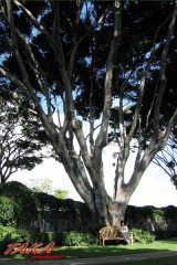 大きな木の下で