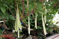 ひょうたんじゃないよ！