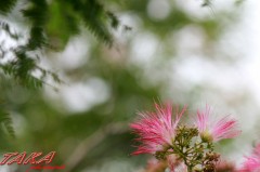 魔の13日の金曜日