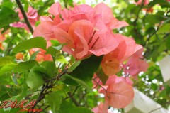 ５０インチのテレビ