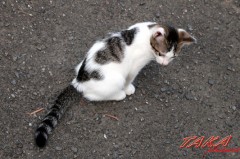 携帯電話恐怖症