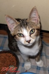 我が輩は猫である