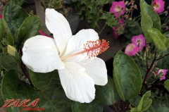 白いハイビスカス