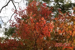 携帯のＳＤカードが破損した～！