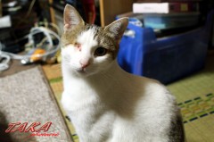 片目のジャック