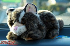 イリオモテヤマネコ