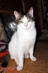 ひとり「ボッチ」