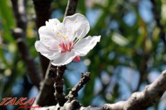 桜も散りそう！