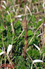 もう、こんな季節♪