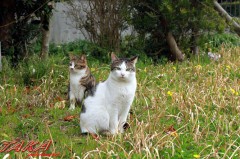 ボッチ＆アサギ