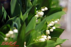 連休中は毎日！草むしり！