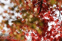 やっと色づきました♪