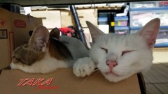 ゴマとジャック