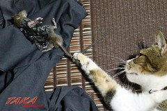 うちの困ったちゃん（ちょいグロ）