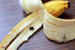 てんとう虫が・・・・