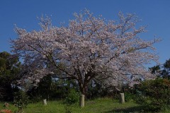 １本桜
