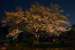 先日撮った1本桜（夜景）