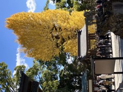 筑波山神社の銀杏