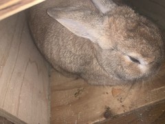 うちのうさぎさん