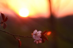 夕焼けの桜