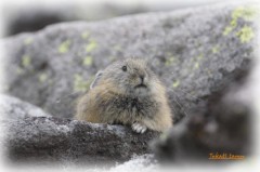 あら、いらっしゃい♪